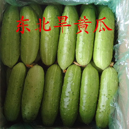 農(nóng)家肥  旱黃瓜  500g
