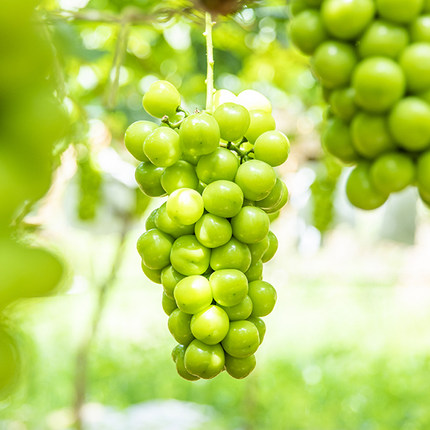 陽(yáng)光玫瑰葡萄2斤